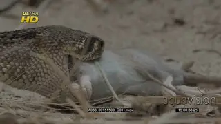 Western diamondback rattlesnake slowly feeding on the dead carcass.
