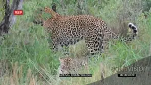 Male and Female Leopard Mating MS