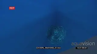 Baitball of bait fish in deep blue Ocean UW VERT