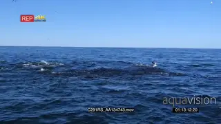TOPSIDE a group of seals and a school of common dolphins swimming.