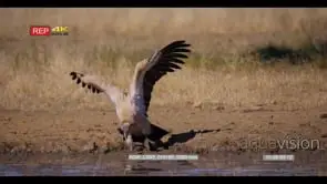 Close up shot of a large white-backed vulture strutting along the water hole