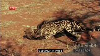 Cheetah fight