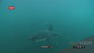 A pair of Great white sharks gently swimming underwater in ocean passing by and over.