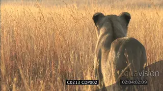 Lioness stalking hunting in grassland, Steam from her breath MS OTS