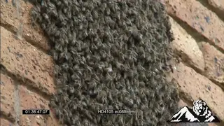 African Honey Bees swarming at pipe set on a office wall LA MS
