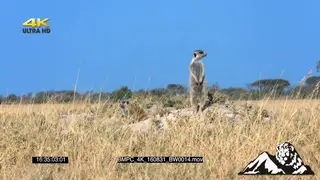 MWS PAN pair of Meerkats one standing and looking around with one digging