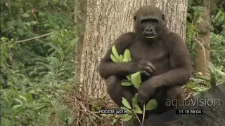 Medium shot gorilla sitting in tree and beating chest MS