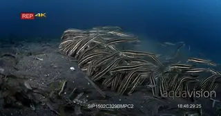 WS to MS of school of striped eel catfish hunting, sucking on the sea sand