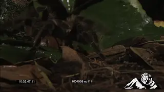 Goliath Bird-eating Spider crawling in the forest GOOD LIGHT