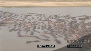 Large Hippo pod social behaviour in Luangwa River XLS HA