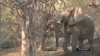 African Wild dog family with pups at den threatened mock charged by African elephant.