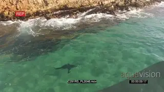 AERIAL Great white shark hunting patrolling along coastline GOOD LIGHT