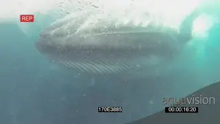 Bryde's Whale Common Dolphins feeding swimming through Sardine baitball towards past…