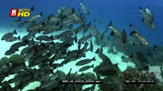 A large school of red snapper's Lutjanus bohar swim towards camera
