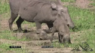 Warthogs and piglets grazing and wallowing in mud pools MS