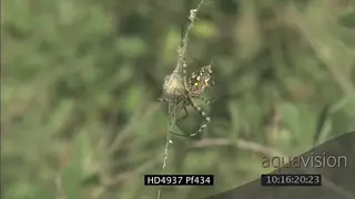 Golden silk orb Spider wrapping a prey in a web CU FF
