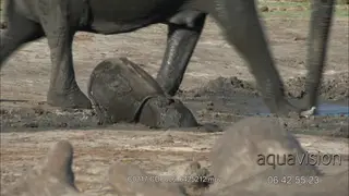 African Elephant Calf stuck in thick mud, mother rescue baby.