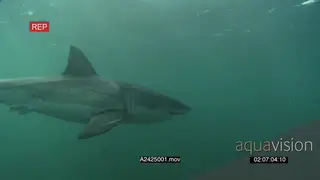 Great White Sharks gently cruising around underwater in ocean passing by camera UW HAND