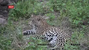 Male Leopard sitting Looking towards the camera MS