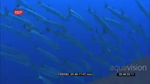Large school of Barracuda Fish Swimming in front of the Camera GENERAL BEHAVIOUR