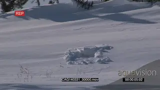 Polar Bear winter den