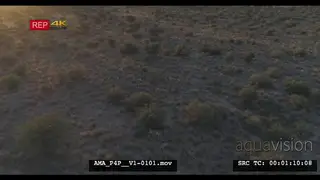 Aerial Drone shot over bushveld African lions resting near bush
