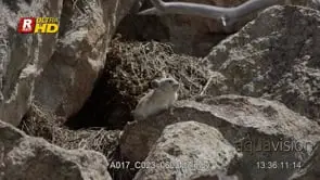 Pika side view, on a rock looking around and then walking inside a burrow. MCU.
