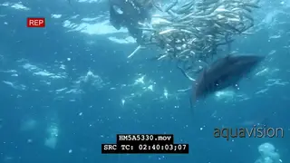 Divers filming Cape Gannet flock attacking and feeding on Sardine ball swimming…