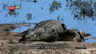 A Large Nile Crocodile moving scaring off a young crocodile MWS