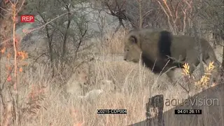 African Male Lion Laying down Alert With the cubs playing around