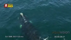 Adult female Southern right whale mother with a young swimming, breathing and V-…