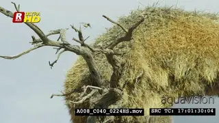 Sociable weavers flying in and out of the nest, sitting on tree branch and looking around.