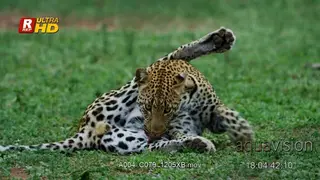 Leopard laying on a tree, looking towards the camera and around.