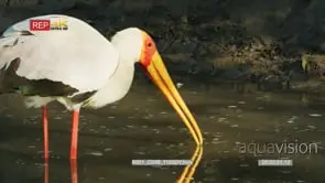 Yellow-billed stork fishing