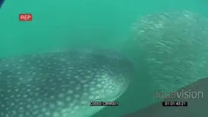 Whale Shark feeding on small sardines UW GENERAL BEHAVIOUR