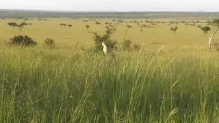 Cheetah in the Ngorongoro crater, WS AmCam