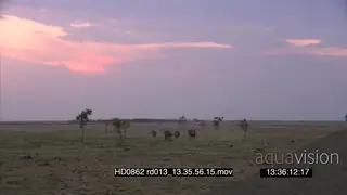 Scenic grassland landscape Blue wildebeest Gnu herd running away dusk pinkish sunset.