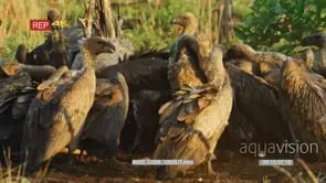 Flock of white-backed vultures squabbling over carcass