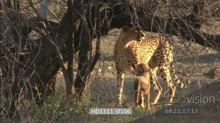 Young Cheetah cubs walking through bushveld following mother investigating tree cubs.