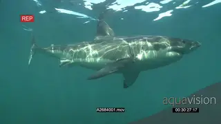 Great White Shark gently cruising around underwater in ocean passing by the camera PAN.