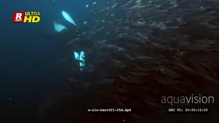 Orca Killer Whales hunting herring in noway UW