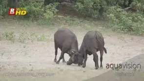 Two adult Cape Buffalo dominance behaviour display, aggressive, fight and sparring, MLS.