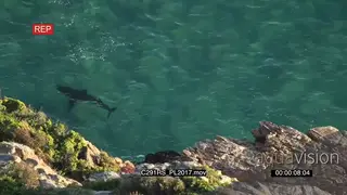 AERIAL of Great white shark hunting along coastline GOOD LIGHT