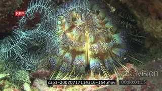 Bicoloured Sea urchin General behaviour UNDERWATER