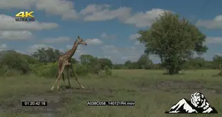 Giraffe drinking water GREEN MWS