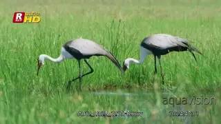 Pair of Wattled Crane walking, searching for aquatic foods, feeding and looking around.