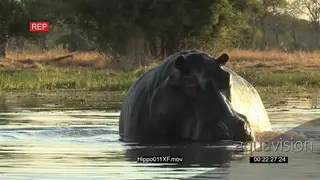 Bull hippo in a river MWS