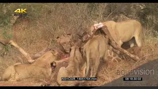 A pride of lions feeding on a Giraffe carcass GRASSLAND