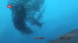 Sardines swimming in a ball underwater in ocean attacked by Dusky Sharks and Cape Gannets.