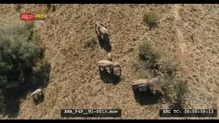 Aerial Drone African elephant herd and calves feeding off bushes